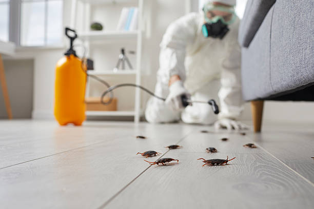 Commercial Rodent Management in East Oakdale
